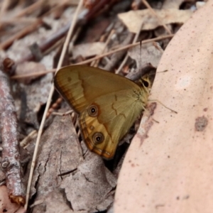 Hypocysta metirius at Moruya, NSW - suppressed