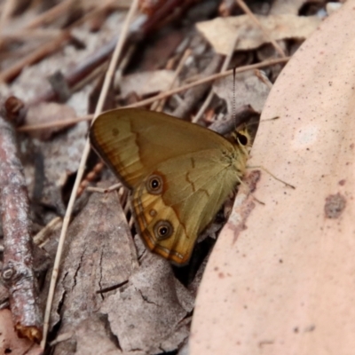 Hypocysta metirius (Brown Ringlet) at Moruya, NSW - 26 Sep 2023 by LisaH