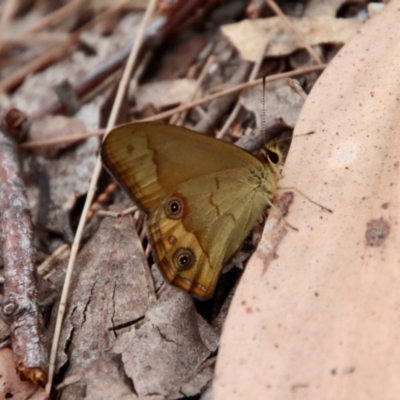 Unidentified Nymph (Nymphalidae) at Moruya, NSW - 26 Sep 2023 by LisaH