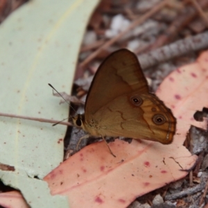 Hypocysta metirius at Moruya, NSW - suppressed