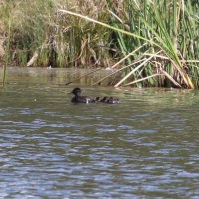 Oxyura australis (Blue-billed Duck) at Upper Stranger Pond - 26 Sep 2023 by RodDeb