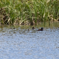 Oxyura australis at Isabella Plains, ACT - suppressed