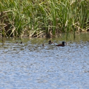 Oxyura australis at Isabella Plains, ACT - suppressed