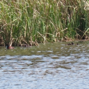 Oxyura australis at Isabella Plains, ACT - suppressed