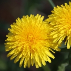 Taraxacum sp. (Dandelion) at Northangera, NSW - 26 Sep 2023 by LisaH