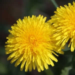 Taraxacum sp. at Northangera, NSW - 26 Sep 2023