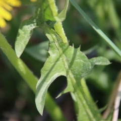 Taraxacum sp. at Northangera, NSW - 26 Sep 2023