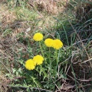 Taraxacum sp. at Northangera, NSW - 26 Sep 2023