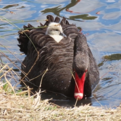 Cygnus atratus (Black Swan) at Isabella Plains, ACT - 26 Sep 2023 by RodDeb