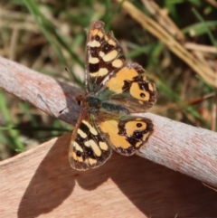 Argynnina cyrila (Forest brown, Cyril's brown) at QPRC LGA - 26 Sep 2023 by LisaH