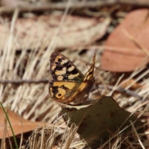 Argynnina cyrila at Mongarlowe, NSW - 26 Sep 2023