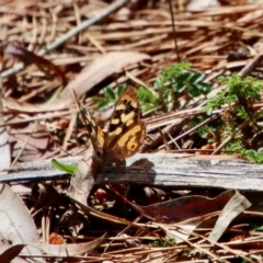 Argynnina cyrila at Mongarlowe, NSW - 26 Sep 2023