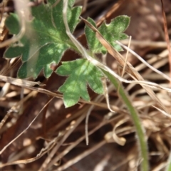 Ranunculus lappaceus (Australian Buttercup) at Mongarlowe River - 26 Sep 2023 by LisaH