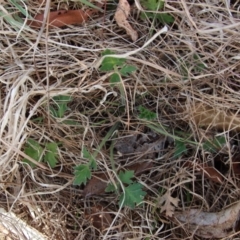 Ranunculus lappaceus at Mongarlowe, NSW - 26 Sep 2023