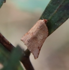 Anisogona notoplaga (A Tortricid moth) at Mongarlowe River - 26 Sep 2023 by LisaH