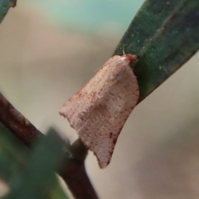 Anisogona notoplaga (A Tortricid moth) at Mongarlowe River - 26 Sep 2023 by LisaH