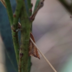 Anisogona notoplaga at Mongarlowe, NSW - 26 Sep 2023