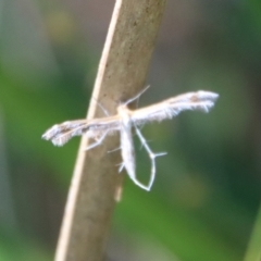 Stangeia xerodes (A plume moth) at Mongarlowe River - 26 Sep 2023 by LisaH