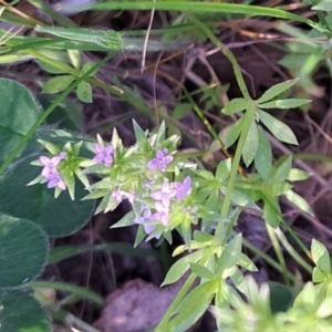 Sherardia arvensis at Majura, ACT - 24 Sep 2023