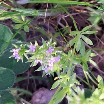 Sherardia arvensis (Field Madder) at Majura, ACT - 24 Sep 2023 by abread111