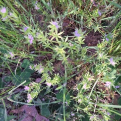 Sherardia arvensis at Majura, ACT - 24 Sep 2023