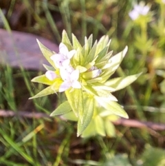 Sherardia arvensis at Majura, ACT - 24 Sep 2023