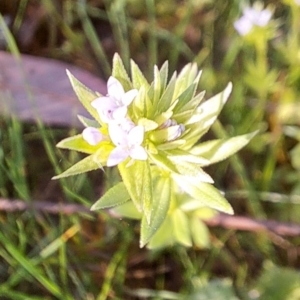 Sherardia arvensis at Majura, ACT - 24 Sep 2023