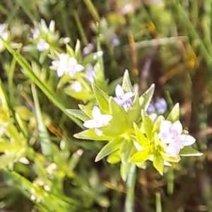 Sherardia arvensis at Majura, ACT - 24 Sep 2023