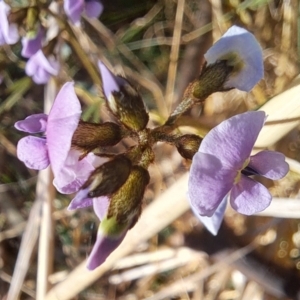 Glycine clandestina at Majura, ACT - 24 Sep 2023 04:27 PM