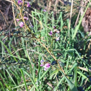 Glycine clandestina at Majura, ACT - 24 Sep 2023