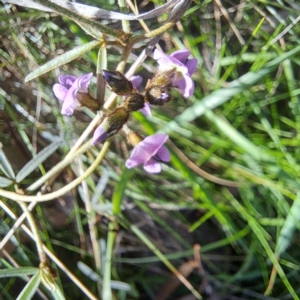 Glycine clandestina at Majura, ACT - 24 Sep 2023