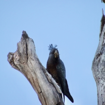 Callocephalon fimbriatum (Gang-gang Cockatoo) at Hughes Grassy Woodland - 24 Sep 2023 by LisaH