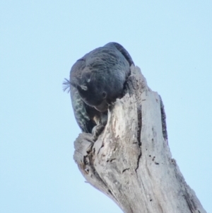 Callocephalon fimbriatum at Hughes, ACT - suppressed