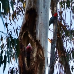 Callocephalon fimbriatum at Hughes, ACT - suppressed