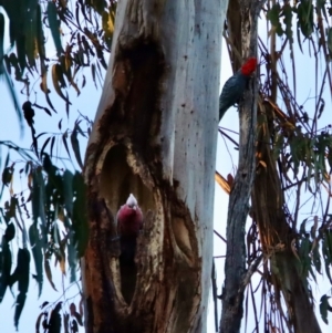 Callocephalon fimbriatum at Hughes, ACT - suppressed