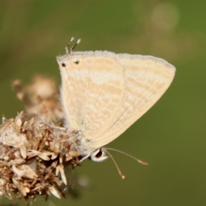 Lampides boeticus at Hughes, ACT - 24 Sep 2023 06:17 PM