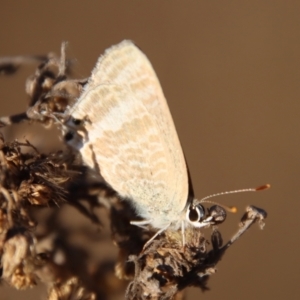 Lampides boeticus at Hughes, ACT - 24 Sep 2023 06:17 PM