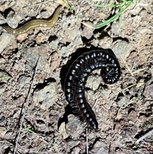 DIPLOPODA at suppressed by JimL