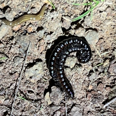 Diplopoda (class) (Unidentified millipede) at Gungahlin, ACT - 26 Sep 2023 by JimL