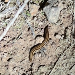 Anzoplana trilineata (A Flatworm) at Gungahlin, ACT - 26 Sep 2023 by JimL