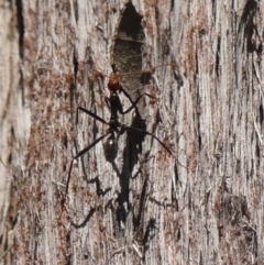 Leptomyrmex erythrocephalus (Spider ant) at High Range - 13 Sep 2023 by Curiosity