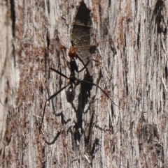 Leptomyrmex erythrocephalus (Spider ant) at Wingecarribee Local Government Area - 13 Sep 2023 by Curiosity