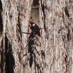 Leptomyrmex erythrocephalus at High Range - 13 Sep 2023 10:52 AM