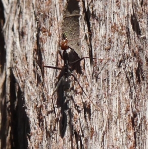 Leptomyrmex erythrocephalus at High Range - 13 Sep 2023