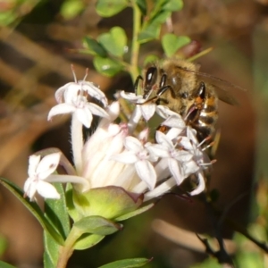 Pimelea linifolia at High Range, NSW - 13 Sep 2023