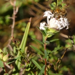 Pimelea linifolia at High Range, NSW - 13 Sep 2023