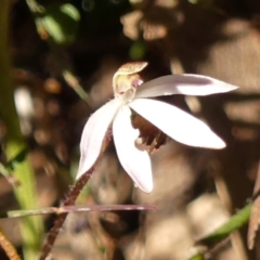 Caladenia fuscata (Dusky Fingers) at Wingecarribee Local Government Area - 13 Sep 2023 by Curiosity