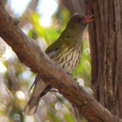 Oriolus sagittatus (Olive-backed Oriole) at High Range, NSW - 13 Sep 2023 by Curiosity