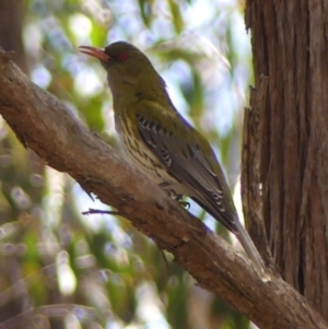 Oriolus sagittatus at High Range, NSW - 13 Sep 2023