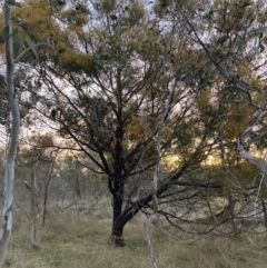 Acacia decurrens at FMC140: Mt Majura drainage line, middle. Rocky section. - 26 Sep 2023